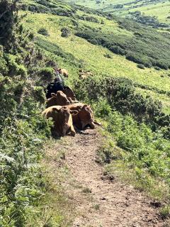 Oops, they don't look keen on moving off the path